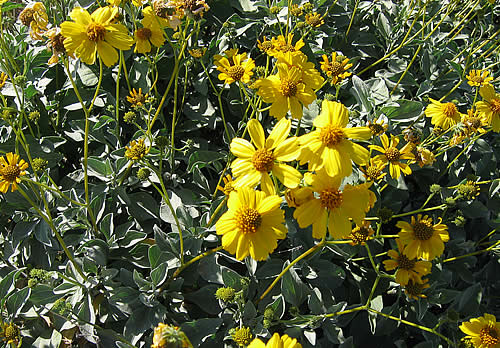 Yellow Flowers in Peoria, AZ