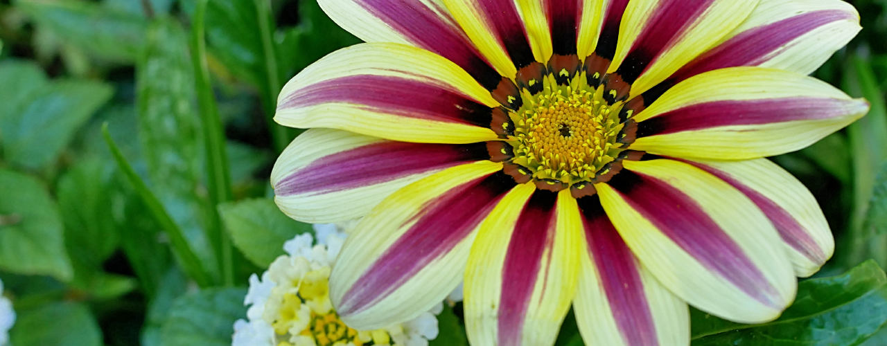 Bushart Garden Flowers in Canada